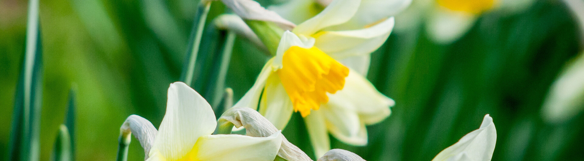 Le Narcisse Klorane Botanical Foundation